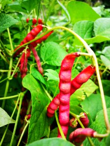 Taos red pole bean Phaseolus vulgaris