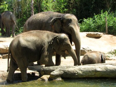 Elephant family zoo photo