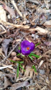 March 9th 2016, crocuses begin to bloom in my garden