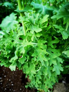 Siberian kale (Brassica napus)