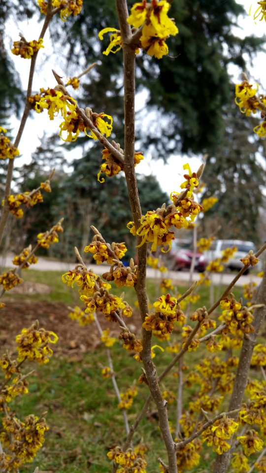 March 9th, 2016, witch hazel begins to bloom in my garden
