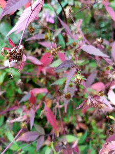 Bidens showing red autumn leaf color