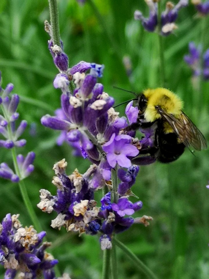 Bumblebee visiting lavender Lavandula