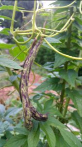 Landfrauen beans