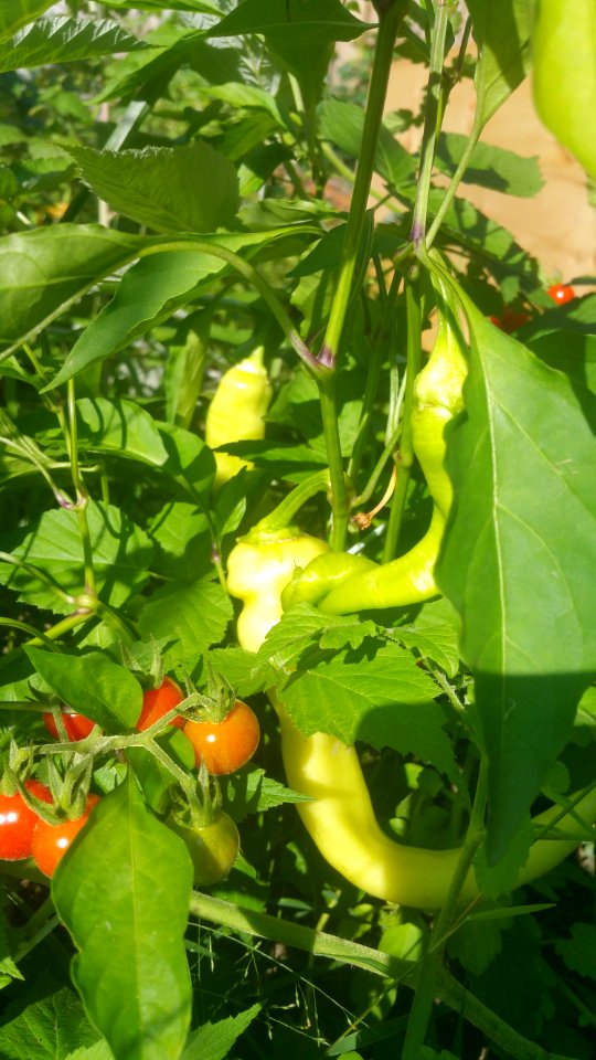 Sweet banana peppers