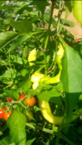 Sweet banana peppers