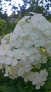 white spider, white phlox