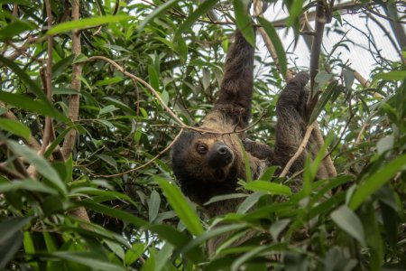 Sloths at the Budapest zoo photo