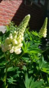 Lupine