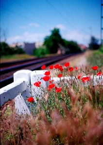 Poppies at the station