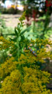 Ailanthus Webworm moth on goldenrod