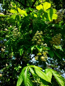 Horsechestnut (Aesculus hippocastanum)