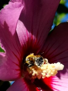 Bumblebee visiting rose of Sharon Hibiscus syriacus