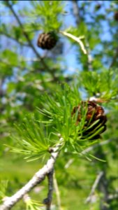 Larch
