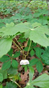 Mayapple