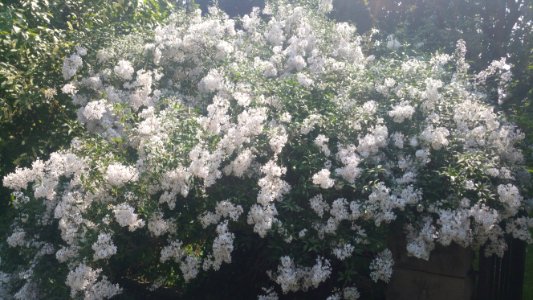 Little leaf lilac