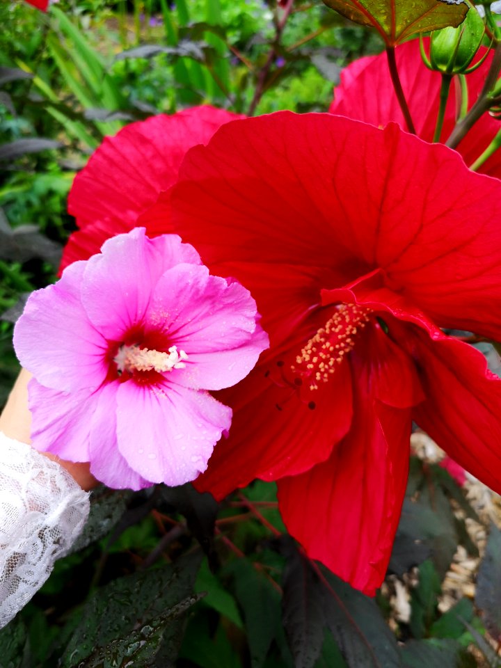 Comparing rose of Sharon Hibiscus syriacus (pink) and swamp rose mallow Hibiscus moscheutos Midnight Marvel (red) flowers photo