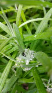 Caterpillars in the pearly everlasting  (host plant for the American Lady butterfly)
