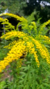 The goldenrod smelled faintly like honey and was popular with insects today