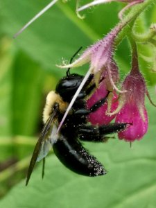 Carpenter bee (Xylocopa virginica) nectar robbing comfrey (Symphytum) photo