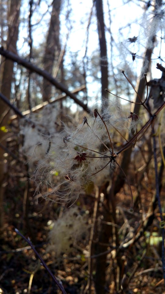 Clematis