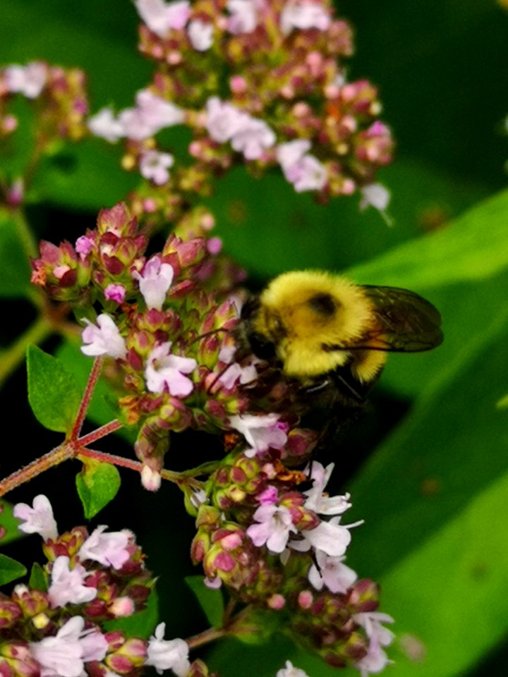 Bumblebee (Bombus sp.) visiting oregano (Origanum vulgare) flowers