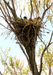 4548 red tail hawk nest odfw photo