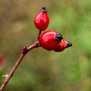 Rose hip