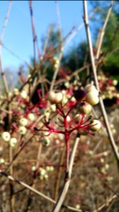 Baneberry in Komoka provincial park
