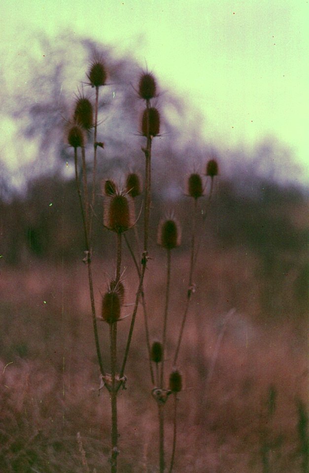 Dipsacus laciniatus