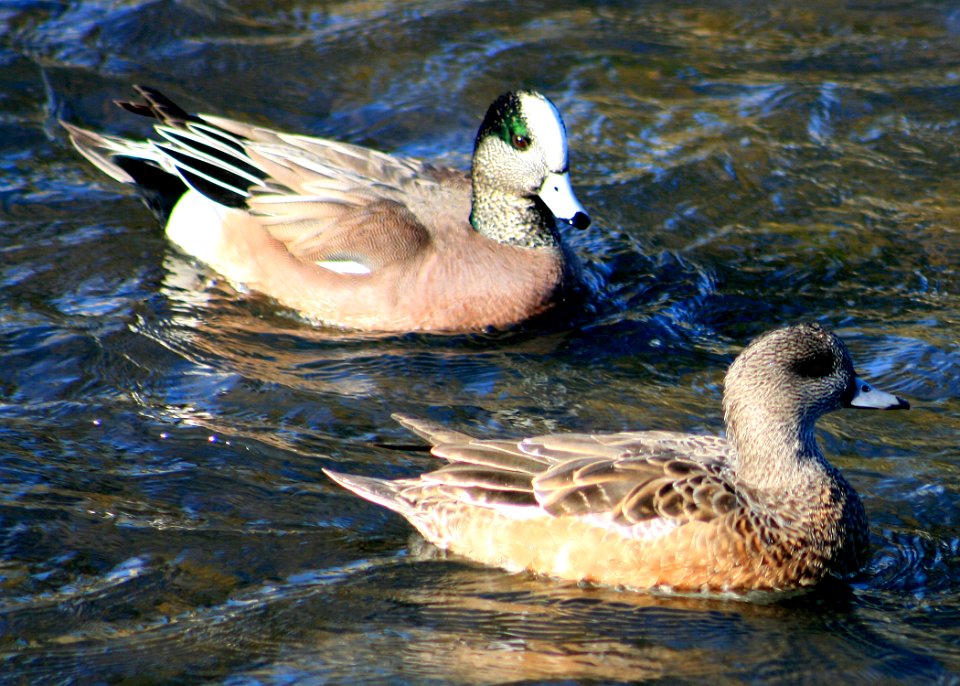 1151 american wigeon pair munsel odfw.jpg