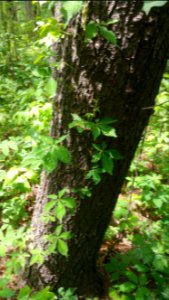 Virginia creeper