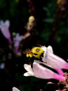 Bee visiting beardtongue Penstemon Dark Towers