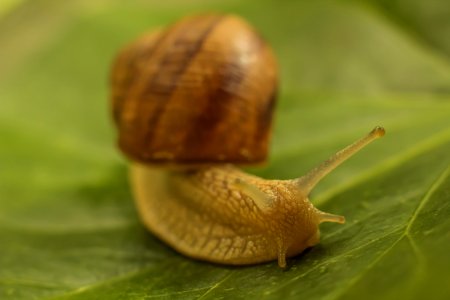 Snail / Éticsiga (Helix pomatia)