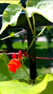 Scarlet runner bean flower