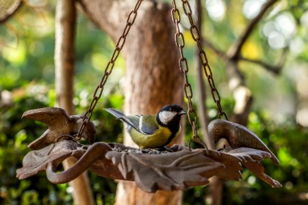 Széncinege / Great tit / Parus major photo