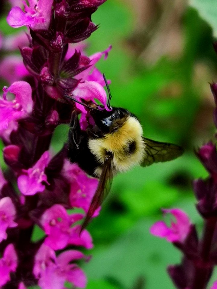 Bee on pink woodland sage (Salvia nemorosa 'New Dimension Rose')