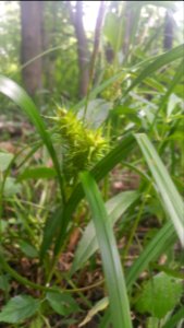 sedge of some sort...Carex sp?
