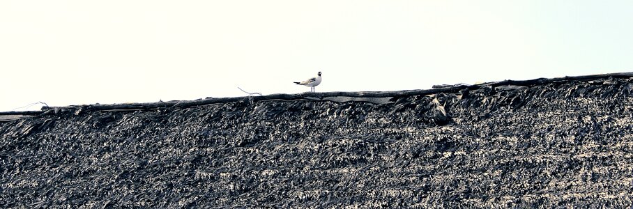 Nature wildlife seabird