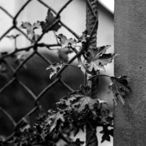 ivy on fence photo