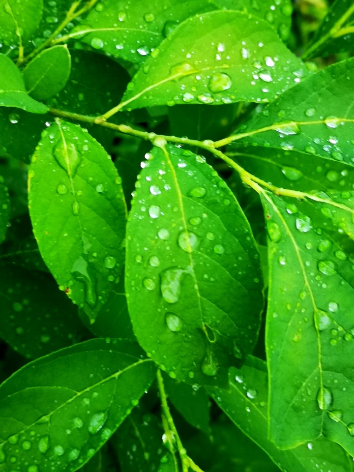 Raindrops on spicebush (Lindera benzoin) leaves. The water beads up like the lotus effect (like on lady's mantle)
