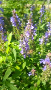 Bee with Salvia nemorosa