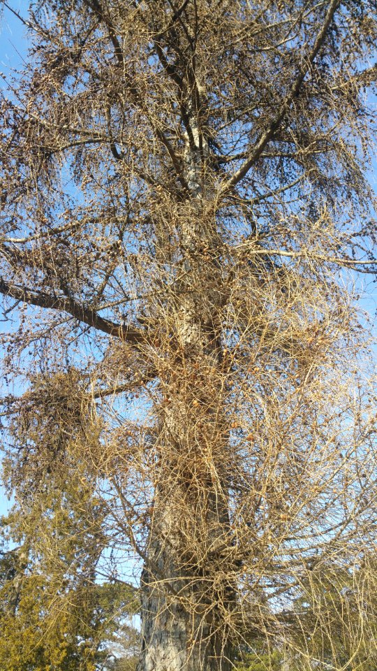 European larch (Larix decidua)