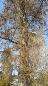 European larch (Larix decidua)