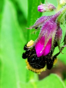 Bumblebee visiting comfrey (Symphytum) flowers