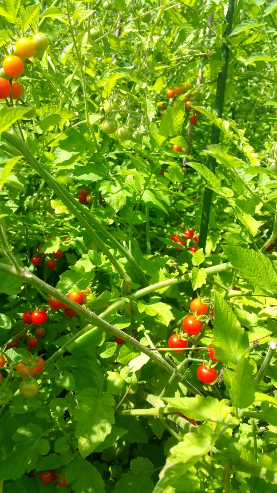 matt's wild cherry tomatoes