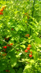 matt's wild cherry tomatoes