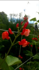 Tenderstar runner beans