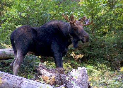 2252 bull moose collar matthews odfw photo