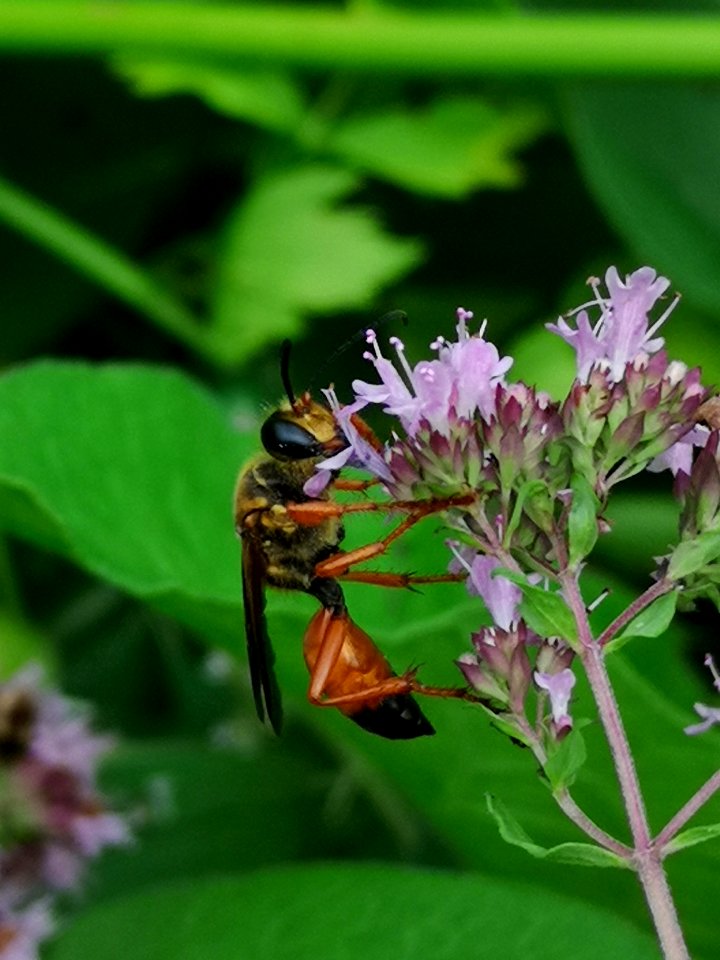Great golden sand digger wasp Sphex ichneumoneus